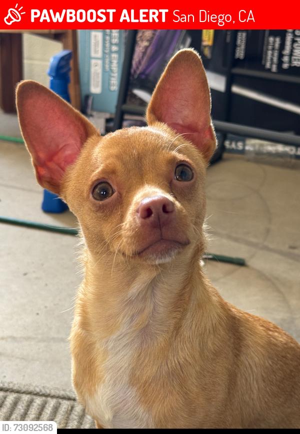 Lost Male Dog last seen Barclay Ave and Waring Rd, San Diego, CA 92120
