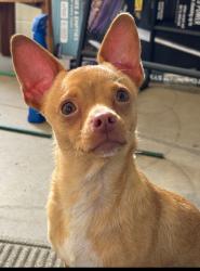 Lost Male Dog last seen Barclay Ave and Waring Rd, San Diego, CA 92120