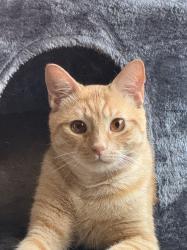 Reunited Male Cat last seen Lawrence ave, Schiller Park, IL 60176