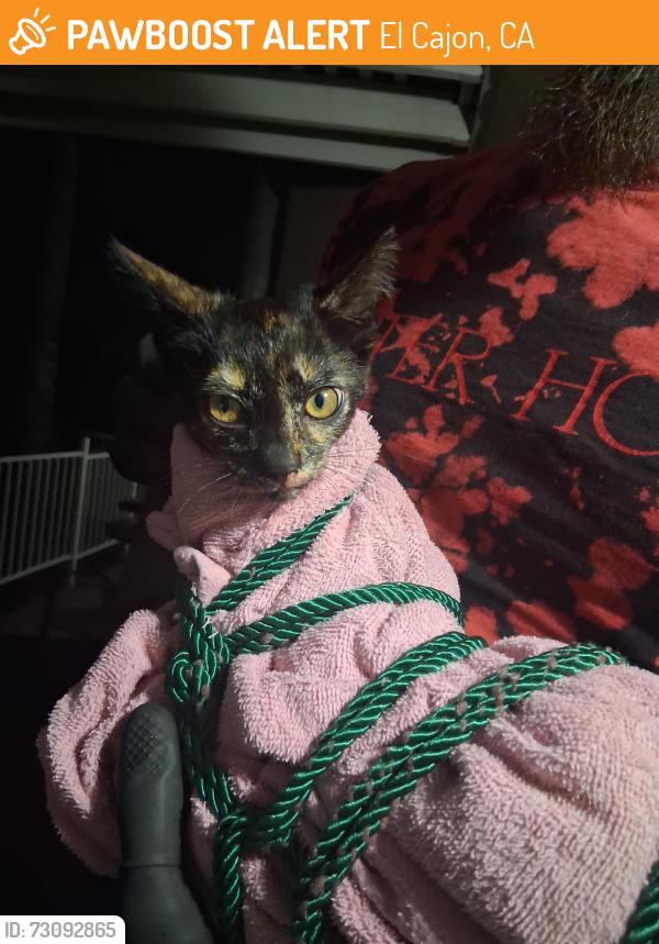 Found/Stray Female Cat last seen Euclid Ave and valley veiw blvd, El Cajon, CA 92019