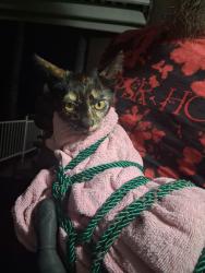 Found/Stray Female Cat last seen Euclid Ave and valley veiw blvd, El Cajon, CA 92019