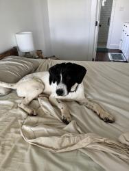 Lost Female Dog last seen Near FM 2137, Bullard, TX 75757