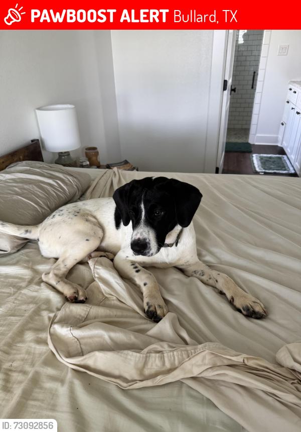 Lost Female Dog last seen Near FM 2137, Bullard, TX 75757
