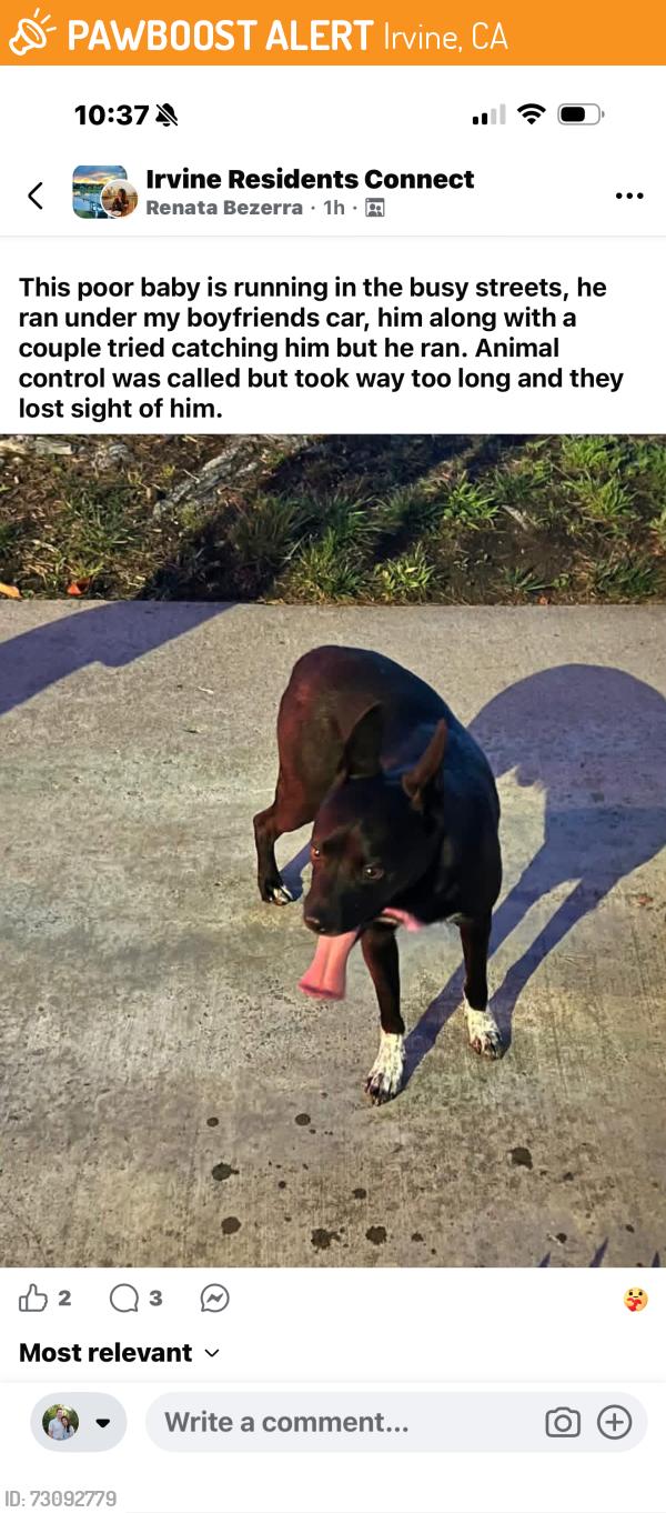 Found/Stray Unknown Dog last seen Culver and Trabucco, Irvine, CA 92602