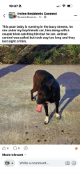 Found/Stray Unknown Dog last seen Culver and Trabucco, Irvine, CA 92602