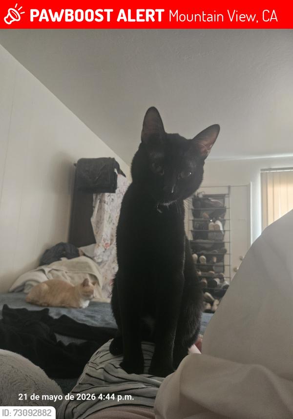 Lost Male Cat last seen easy, Mountain View, CA 94043