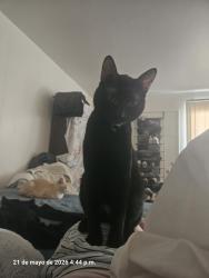 Lost Male Cat last seen easy, Mountain View, CA 94043