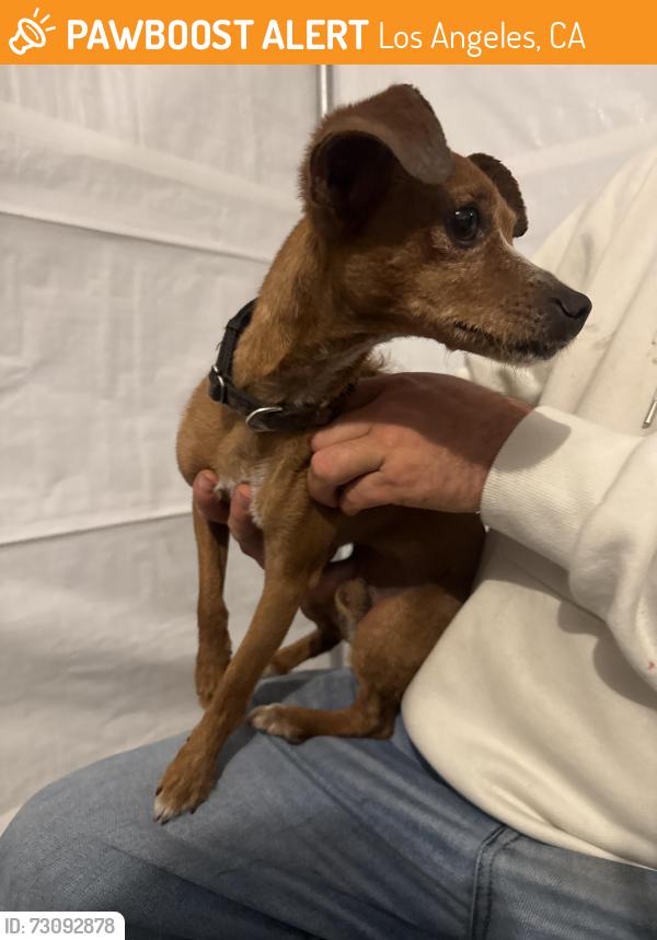 Found/Stray Female Dog last seen Vernon and Vermont, Los Angeles, CA 90037