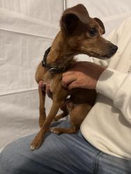Found/Stray Female Dog last seen Vernon and Vermont, Los Angeles, CA 90037