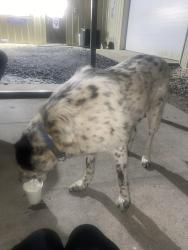 Reunited Unknown Dog last seen Technimark plant 2, Asheboro, NC 27203