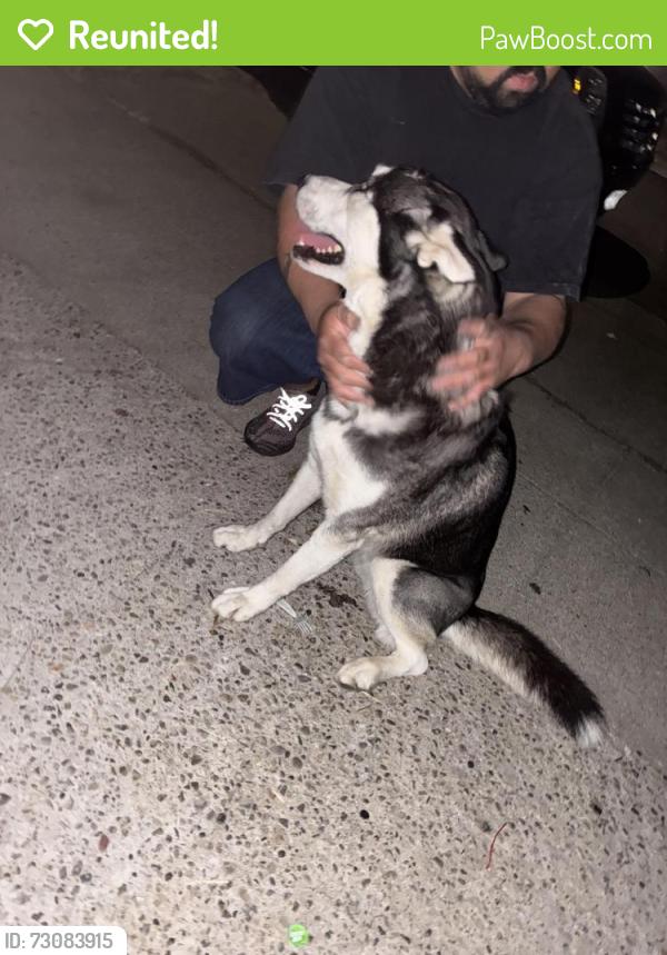 Reunited Female Dog last seen Near arden way, San Jose, CA 95122