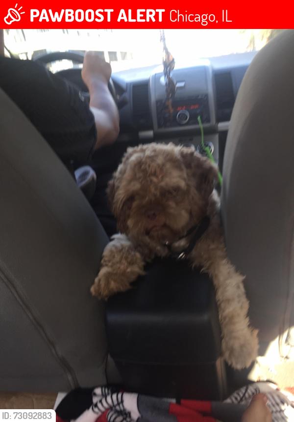 Lost Male Dog last seen , Chicago, IL 60624