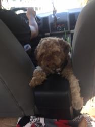 Lost Male Dog last seen , Chicago, IL 60624