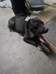 Found/Stray Female Dog last seen Amelia ave, Hanford, CA 93230