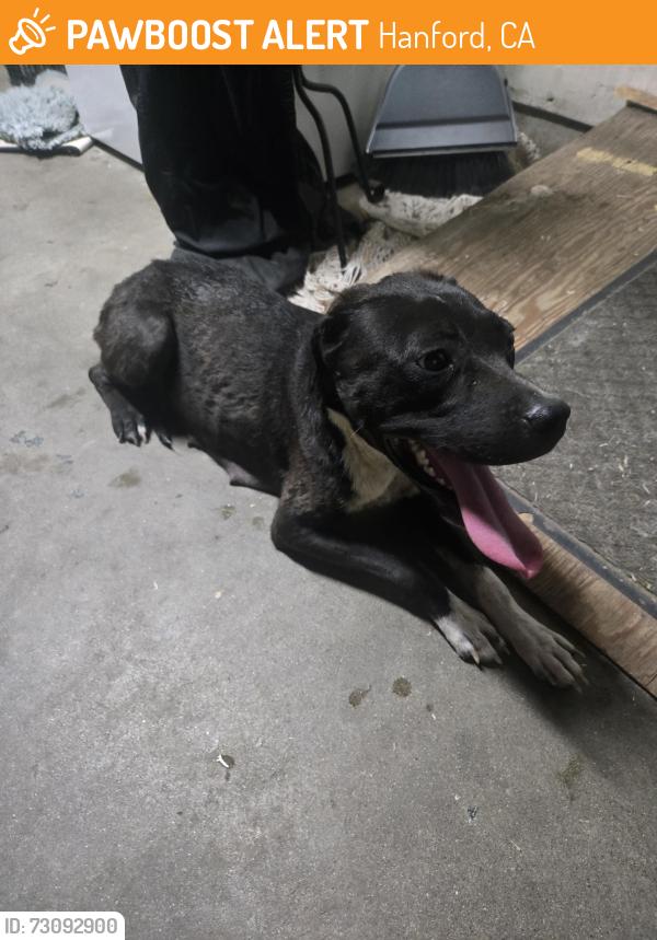 Found/Stray Female Dog last seen Amelia ave, Hanford, CA 93230