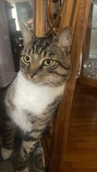 Lost Male Cat last seen francis st revere ma 02151, Revere, MA 02151