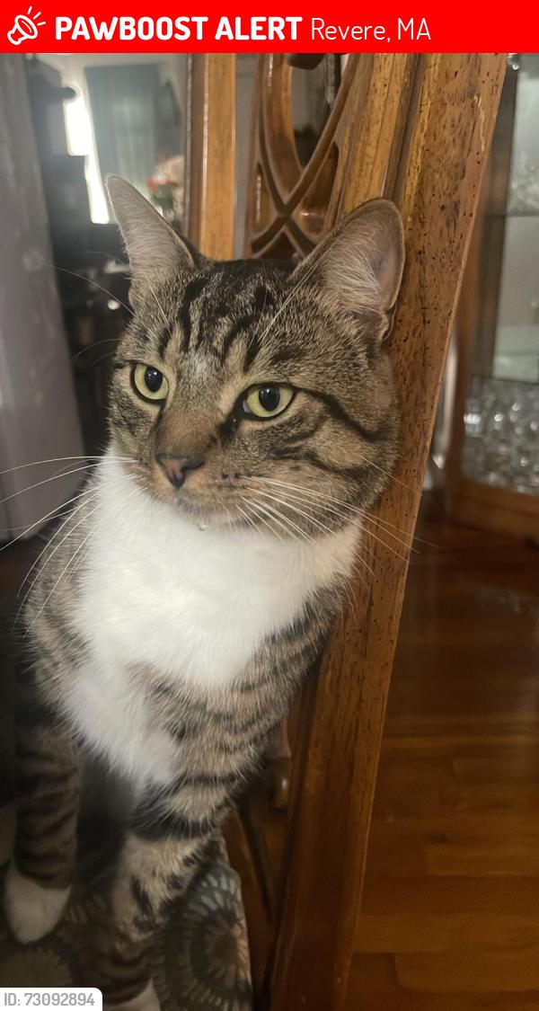 Lost Male Cat last seen francis st revere ma 02151, Revere, MA 02151