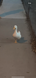 Found/Stray Unknown Bird last seen Southern and Elizabeth , South Gate, CA 90280