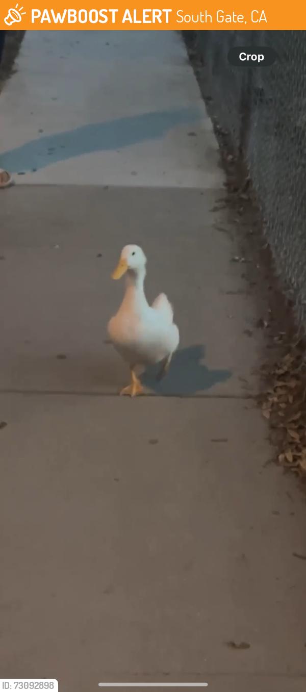 Found/Stray Unknown Bird last seen Southern and Elizabeth , South Gate, CA 90280