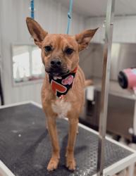 Lost Female Dog last seen Aiken Rd, Louisville, KY 40245