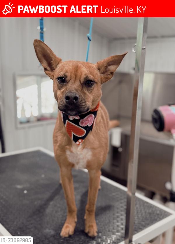 Lost Female Dog last seen Aiken Rd, Louisville, KY 40245