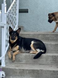 Reunited Female Dog last seen College ave, Bakersfield, CA 93306