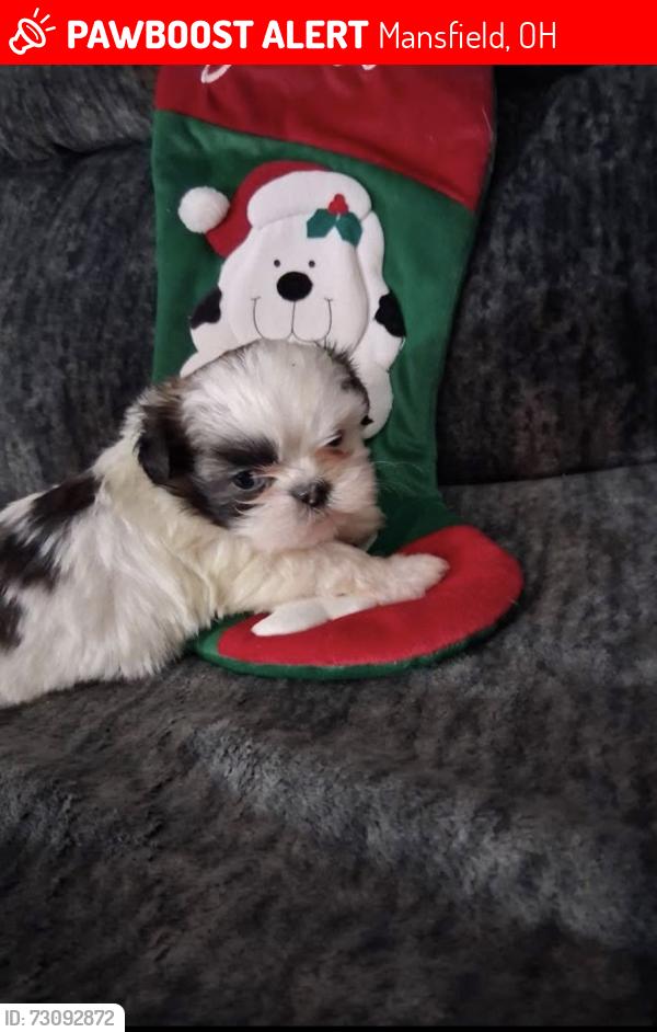 Lost Female Dog last seen Hellen, Mansfield, OH 44903