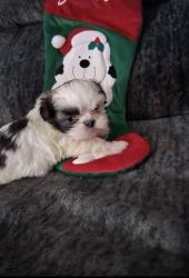 Lost Female Dog last seen Hellen, Mansfield, OH 44903