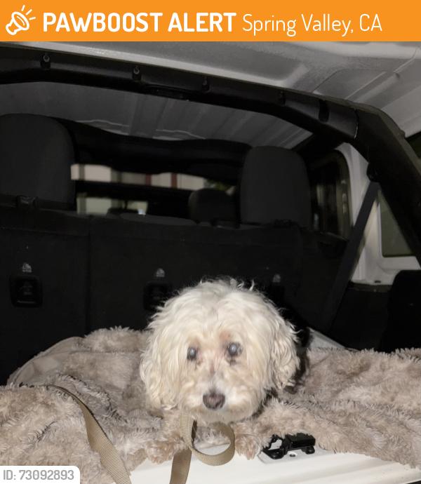 Found/Stray Unknown Dog last seen Date st, san bernardino ave, Spring Valley, CA 91977
