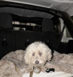 Found/Stray Unknown Dog last seen Date st, san bernardino ave, Spring Valley, CA 91977