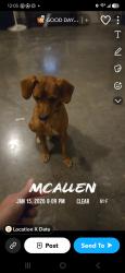 Lost Male Dog last seen 29th 3 mile, McAllen, TX 78504