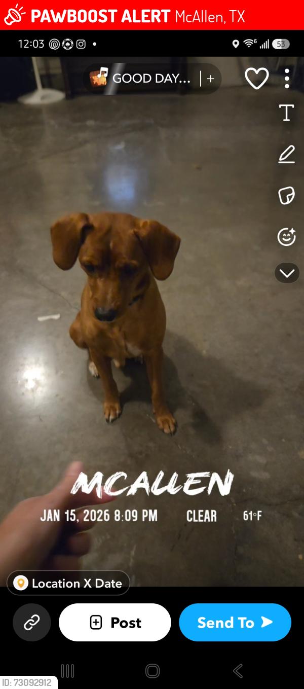 Lost Male Dog last seen 29th 3 mile, McAllen, TX 78504