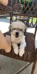 Reunited Female Dog last seen Bighorn blvd, walking trail, Elk Grove, CA 95624