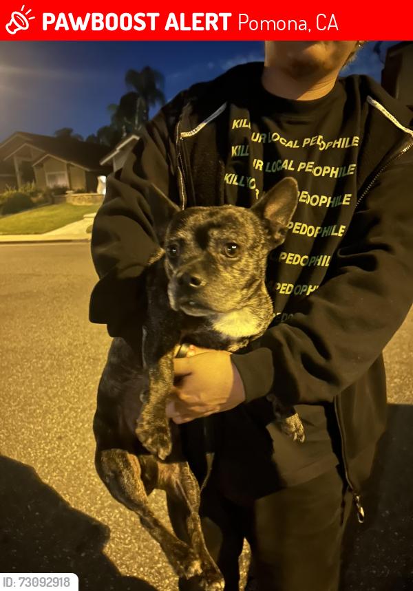 Lost Female Dog last seen The paw park, Pomona, CA 91766