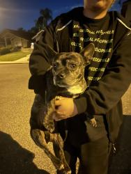 Lost Female Dog last seen The paw park, Pomona, CA 91766