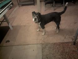 Found/Stray Male Dog last seen South Desert blvd, on the side road to get on the freeway, Canutillo, TX 79835