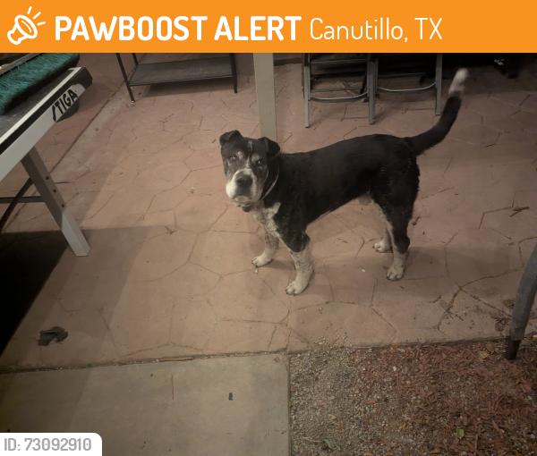 Found/Stray Male Dog last seen South Desert blvd, on the side road to get on the freeway, Canutillo, TX 79835