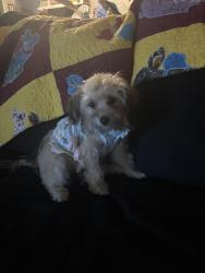 Lost Female Dog last seen Wedgewood circle, Youngstown Fl, Key Development Estates, FL 32466