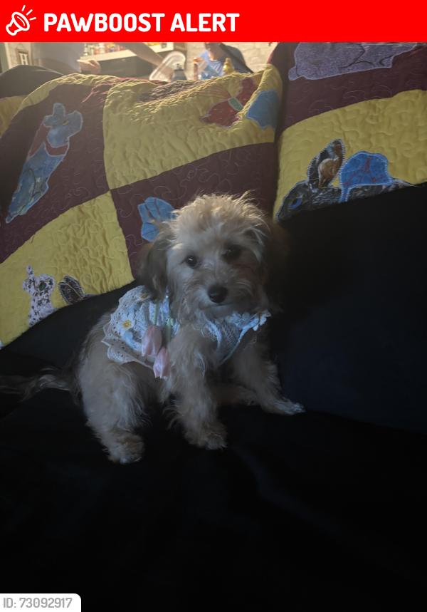 Lost Female Dog last seen Wedgewood circle, Youngstown Fl, Key Development Estates, FL 32466