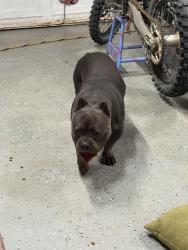 Reunited Male Dog last seen By palm and coronado san diego, San Diego, CA 92154