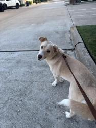 Reunited Male Dog last seen Near STEEDE RD MONTGOMERY TX 77356, Montgomery, TX 77356