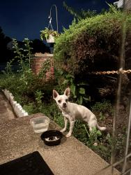 Reunited Male Dog last seen Hamlet and Hanover rd, Cincinnati, OH 45240