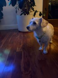 Reunited Female Dog last seen Sonata Lane, Los Angeles, CA 90042