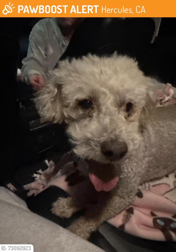Found/Stray Female Dog last seen hercules, Hercules, CA 94547
