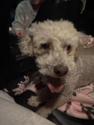 Found/Stray Female Dog last seen hercules, Hercules, CA 94547