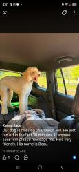 Lost Male Dog last seen Route 9 and 901, Hedgesville, WV 25427
