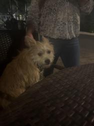 Found/Stray Male Dog last seen 5th Ave gaslamp, San Diego, CA 92103