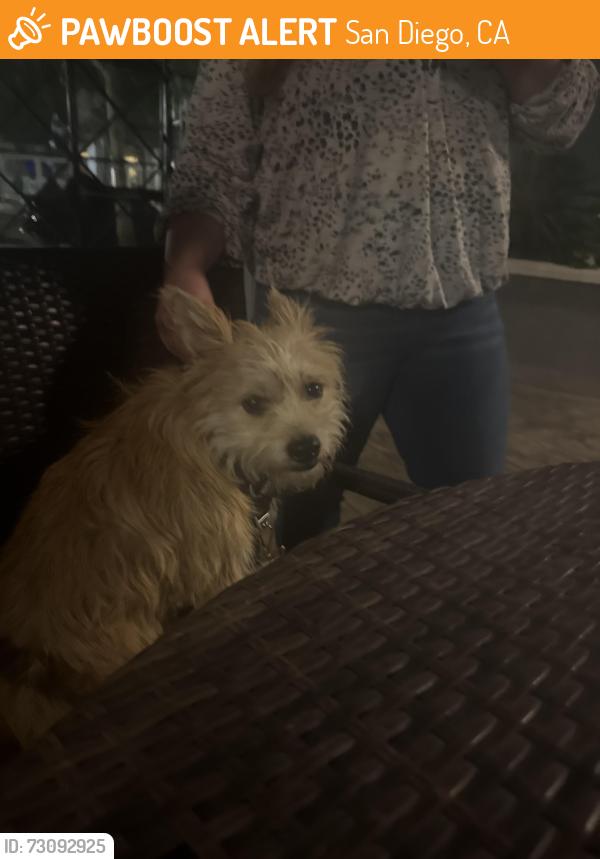 Found/Stray Male Dog last seen 5th Ave gaslamp, San Diego, CA 92103