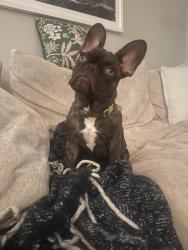 Reunited Female Dog last seen Mustard restaurant, Napa, CA 94558