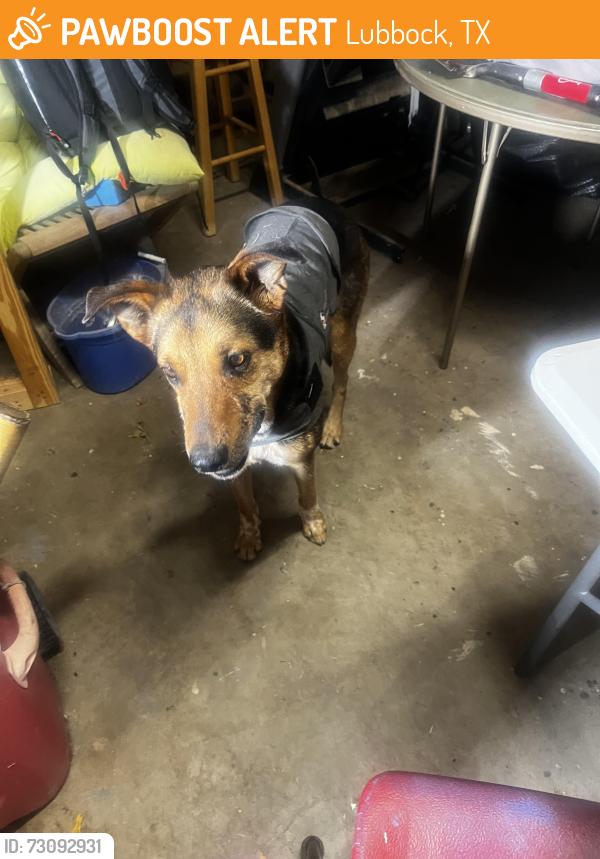 Found/Stray Male Dog last seen Indiana, Lubbock, TX 79423